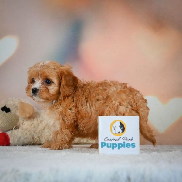 F1 Cavapoo Puppy for Sale