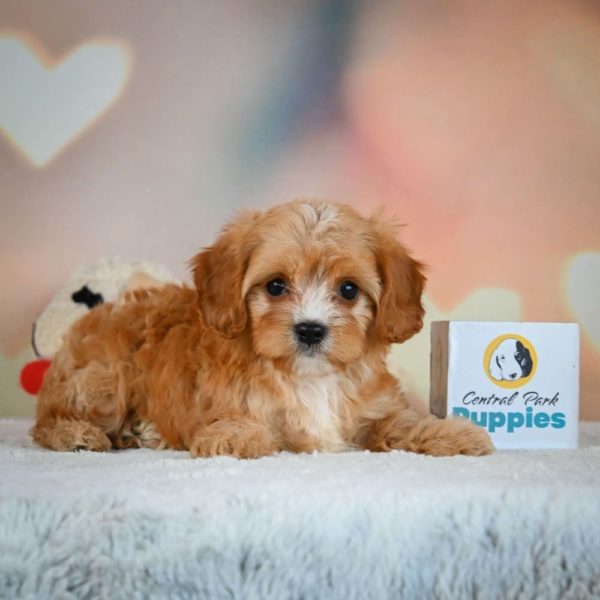 F1 Cavapoo Puppy for Sale