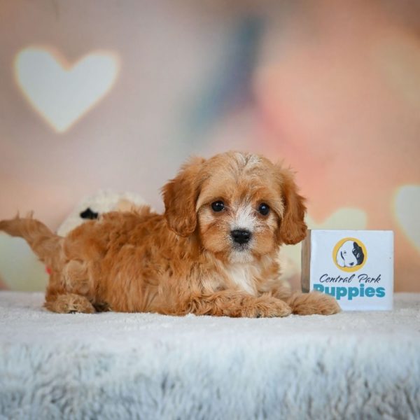 F1 Cavapoo Puppy for Sale