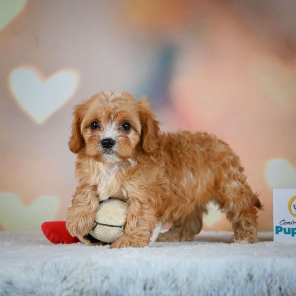 F1 Cavapoo Puppy for Sale