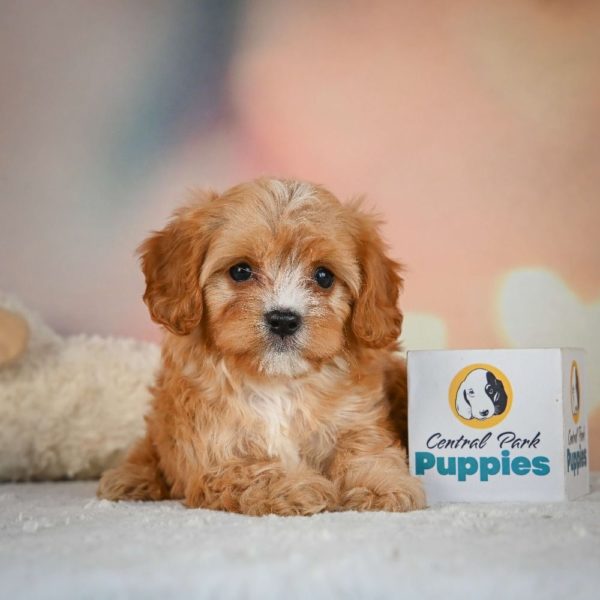 F1 Cavapoo Puppy for Sale