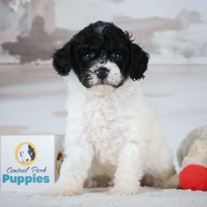 Miniature Poodle Puppy for Sale