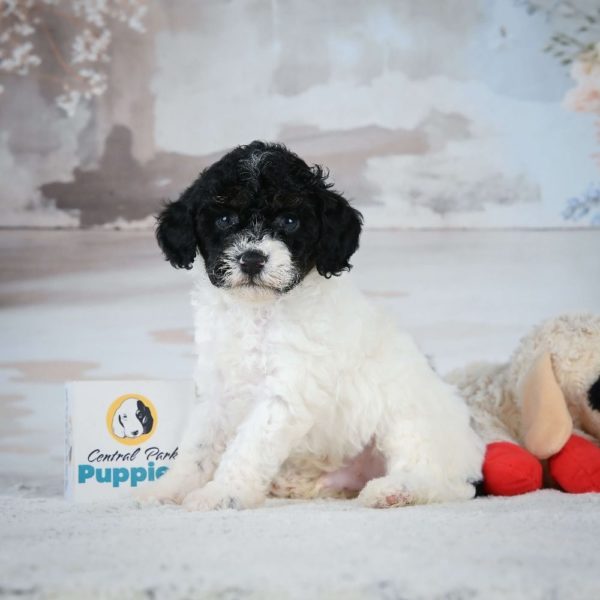 Miniature Poodle Puppy for Sale