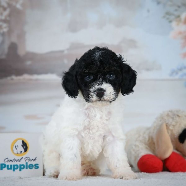 Miniature Poodle Puppy for Sale