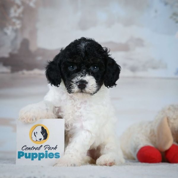 Miniature Poodle Puppy for Sale