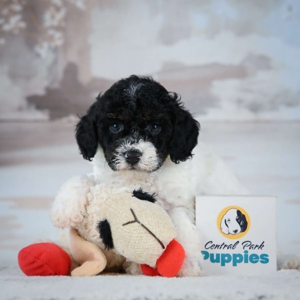 Miniature Poodle Puppy for Sale