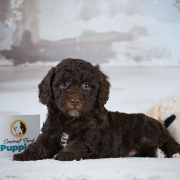 Miniature Poodle Puppy for Sale