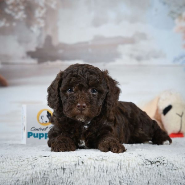 Miniature Poodle Puppy for Sale