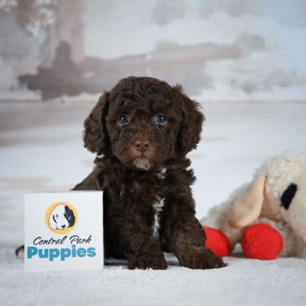 Miniature Poodle Puppy for Sale