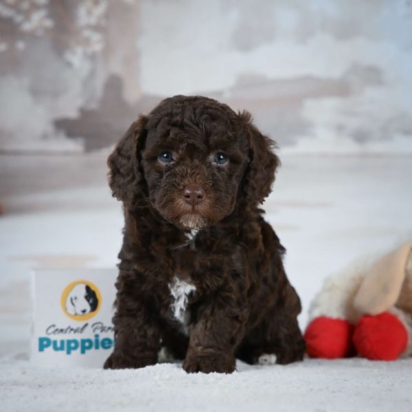 Miniature Poodle Puppy for Sale