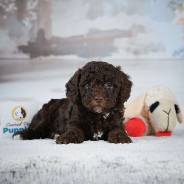 Miniature Poodle Puppy for Sale