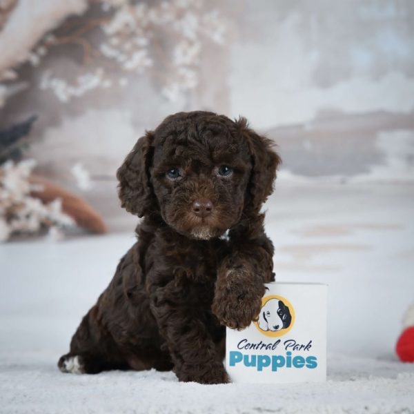 Miniature Poodle Puppy for Sale