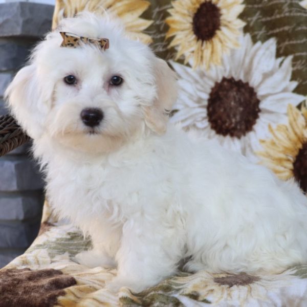 Havanese Puppy for Sale