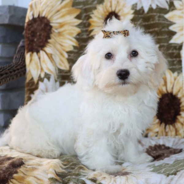 Havanese Puppy for Sale