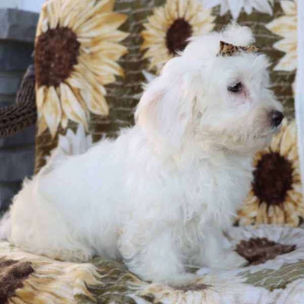 Havanese Puppy for Sale