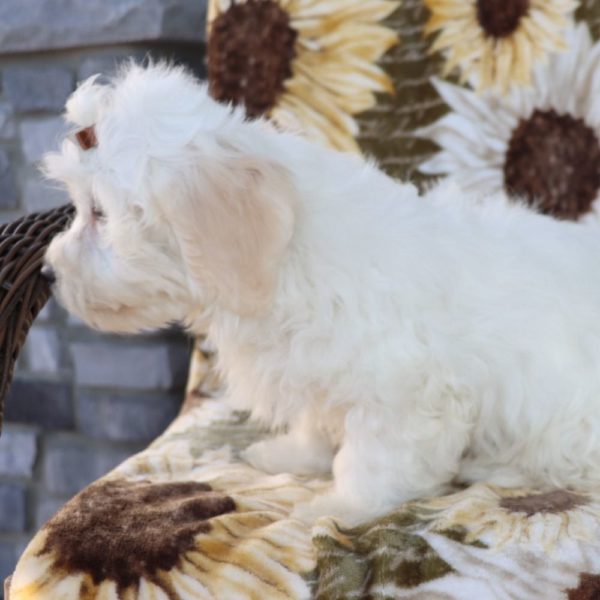 Havanese Puppy for Sale