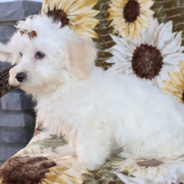 Havanese Puppy for Sale