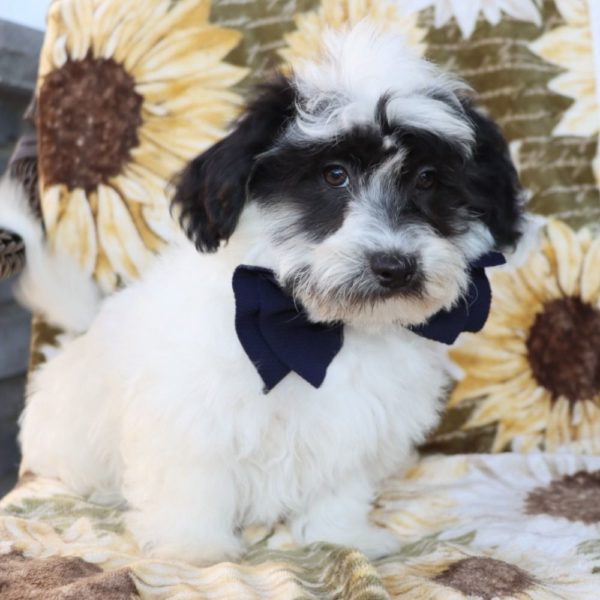 Havanese Puppy for Sale