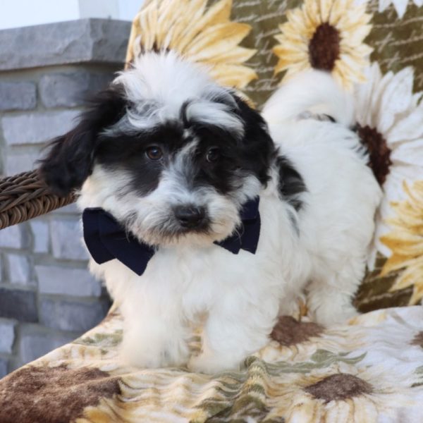 Havanese Puppy for Sale