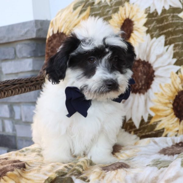 Havanese Puppy for Sale