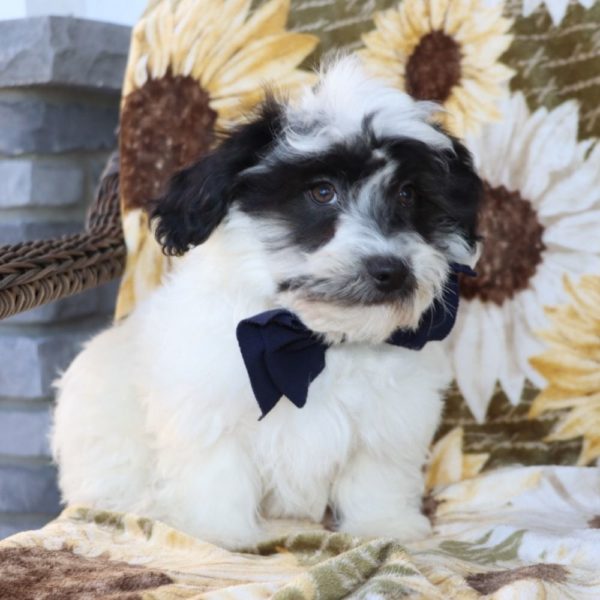 Havanese Puppy for Sale