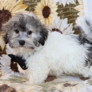 Havanese Puppy for Sale