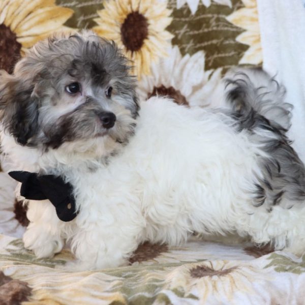 Havanese Puppy for Sale