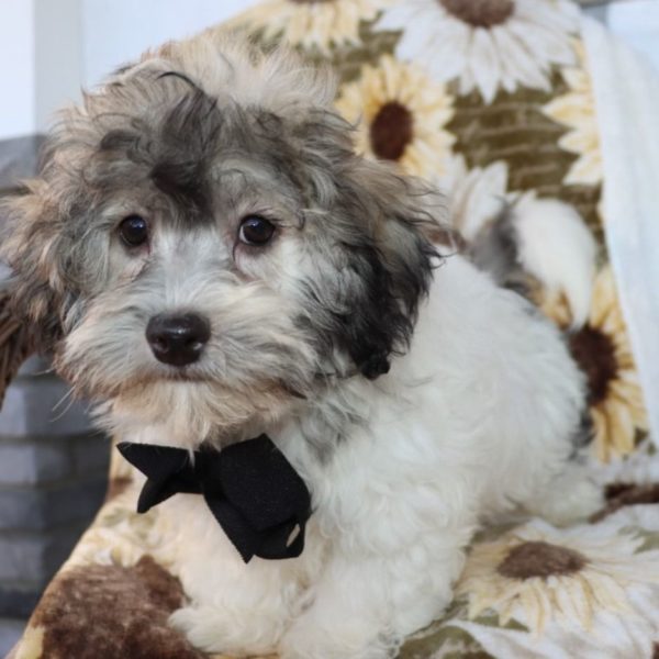 Havanese Puppy for Sale