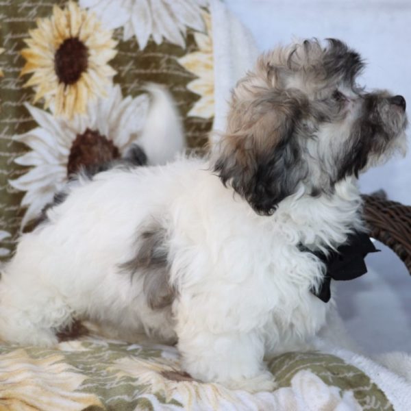 Havanese Puppy for Sale