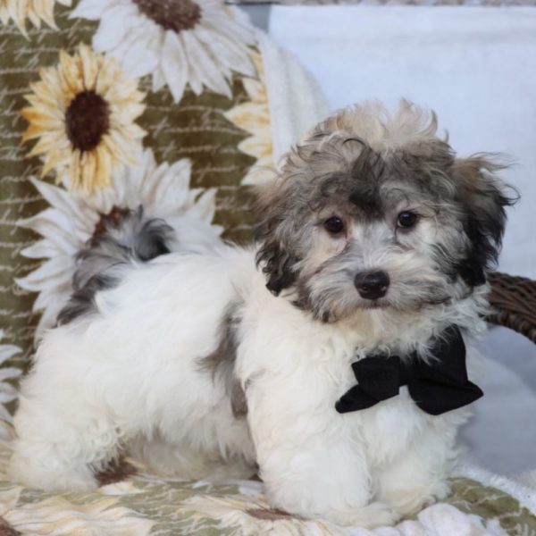 Havanese Puppy for Sale