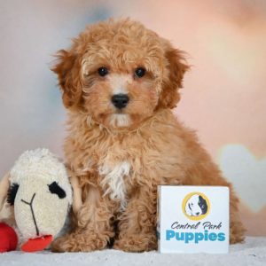 F1b Cavapoo Puppy for Sale