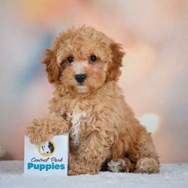 F1b Cavapoo Puppy for Sale