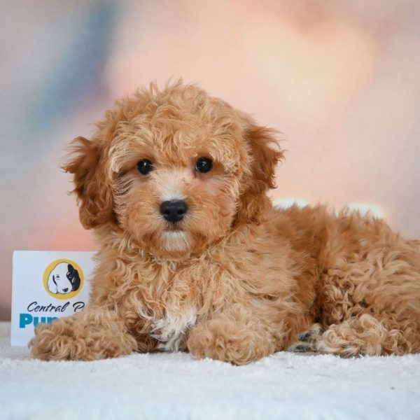 F1b Cavapoo Puppy for Sale