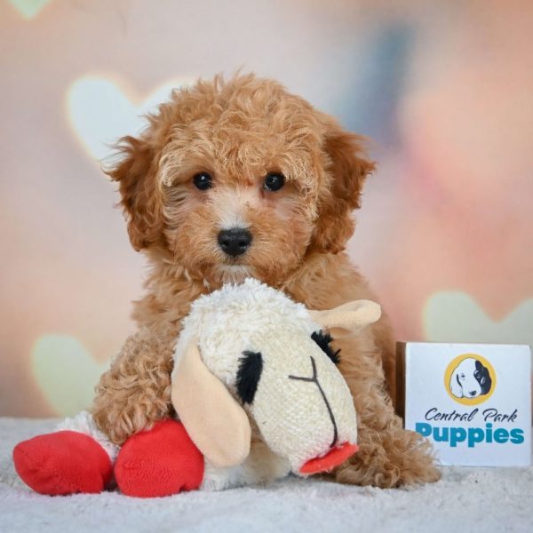 F1b Cavapoo Puppy for Sale