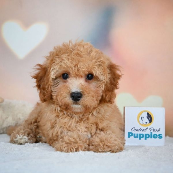 F1b Cavapoo Puppy for Sale