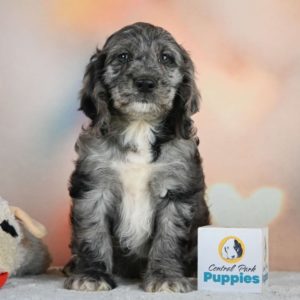 F1 Cockapoo Puppy for Sale