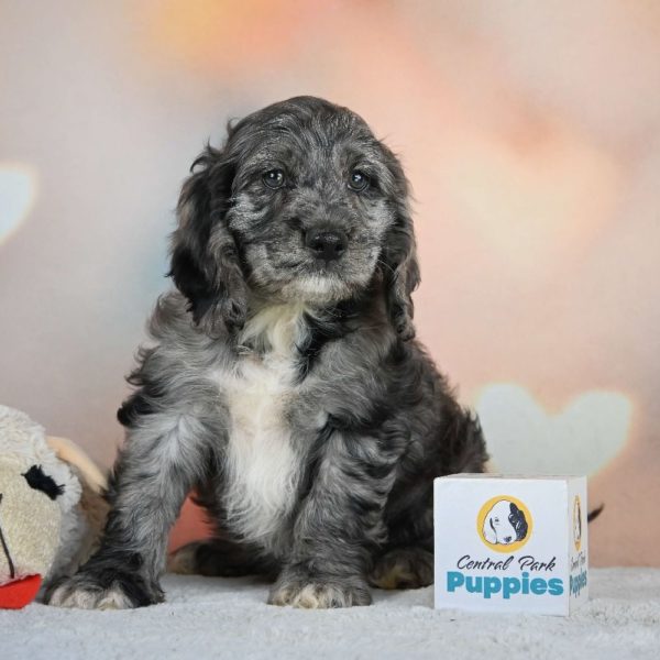 F1 Cockapoo Puppy for Sale