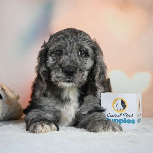 F1 Cockapoo Puppy for Sale