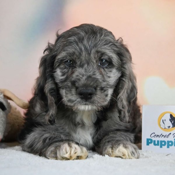 F1 Cockapoo Puppy for Sale