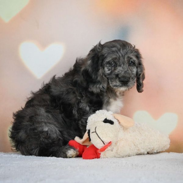 F1 Cockapoo Puppy for Sale