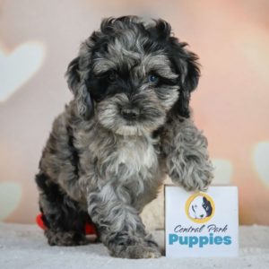 F1 Cockapoo Puppy for Sale