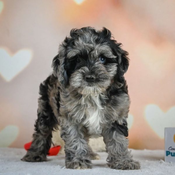 F1 Cockapoo Puppy for Sale