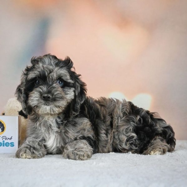 F1 Cockapoo Puppy for Sale