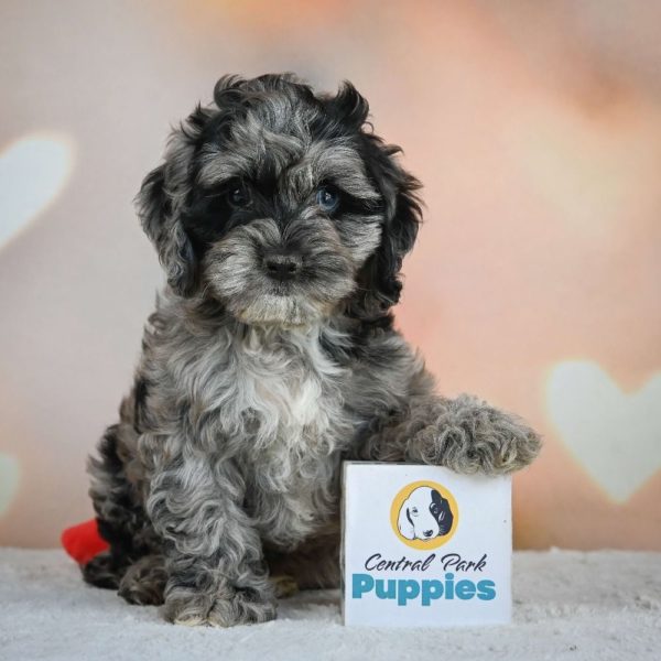 F1 Cockapoo Puppy for Sale