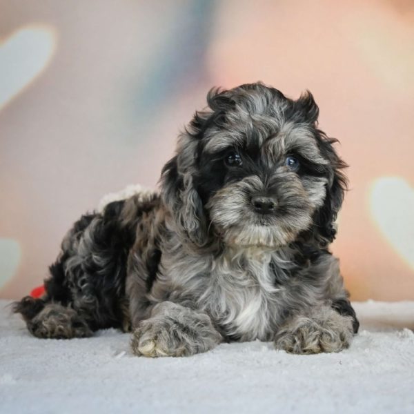 F1 Cockapoo Puppy for Sale