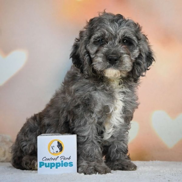 F1 Cockapoo Puppy for Sale