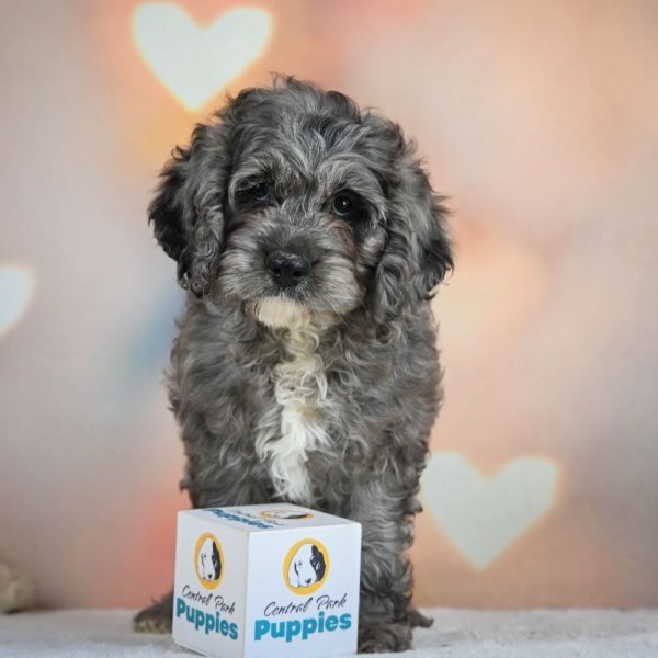 F1 Cockapoo Puppy for Sale