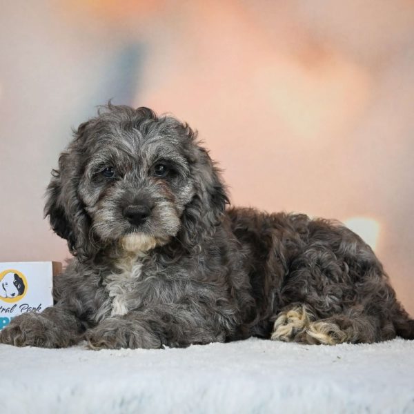 F1 Cockapoo Puppy for Sale