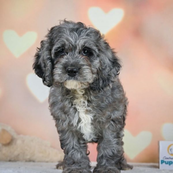 F1 Cockapoo Puppy for Sale