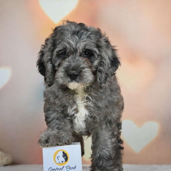 F1 Cockapoo Puppy for Sale